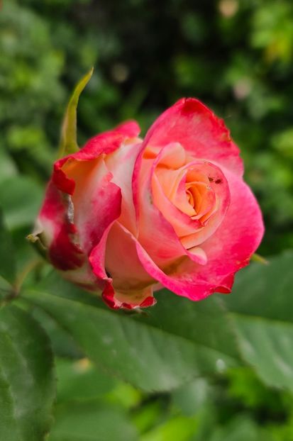  - Trandafiri 2023 3 2024