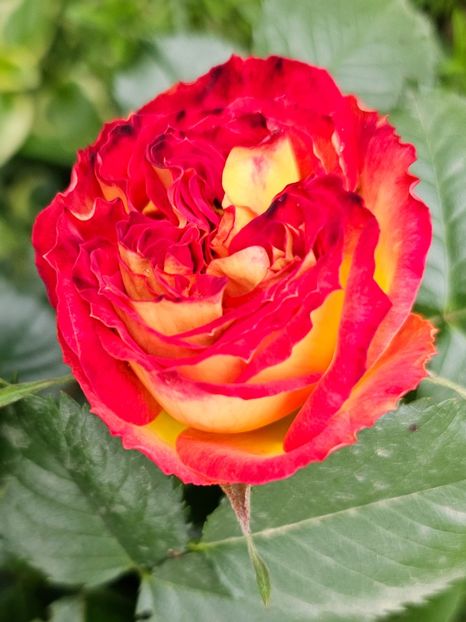  - Trandafiri 2023 3 2024