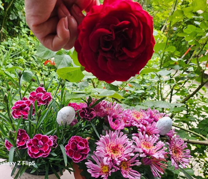  - Trandafiri 2023 3 2024