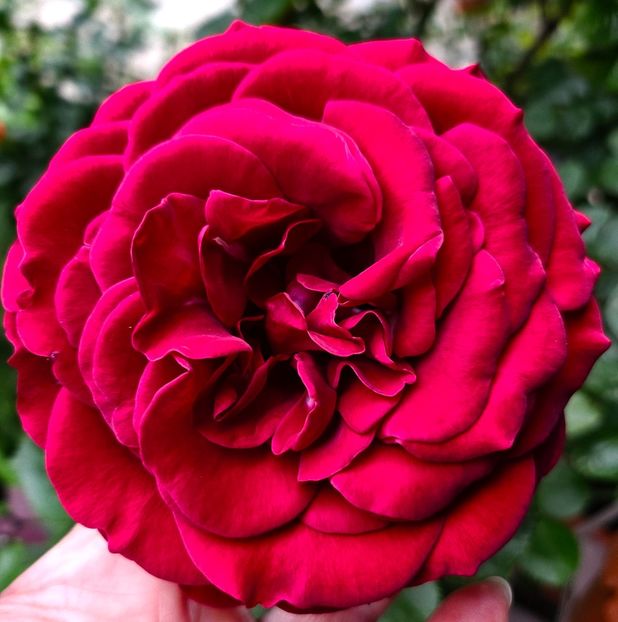  - Trandafiri 2023 3 2024