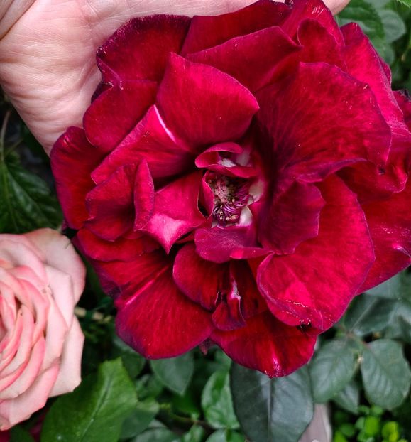  - Trandafiri 2023 3 2024