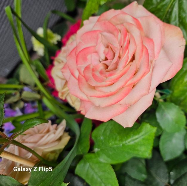  - Trandafiri 2023 3 2024