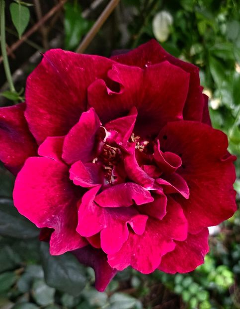  - Trandafiri 2023 3 2024