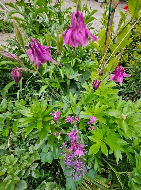  - Caldaruse 2020-2023