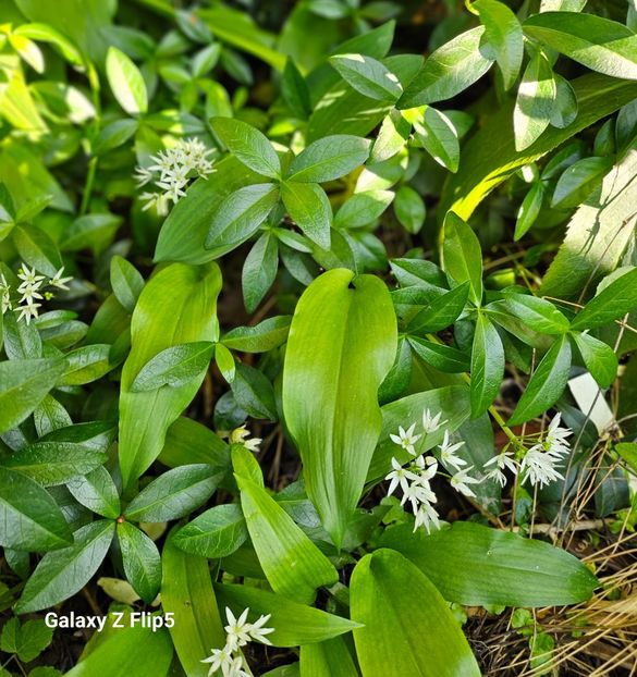  - Caldaruse 2020-2023