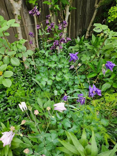  - Caldaruse 2020-2023