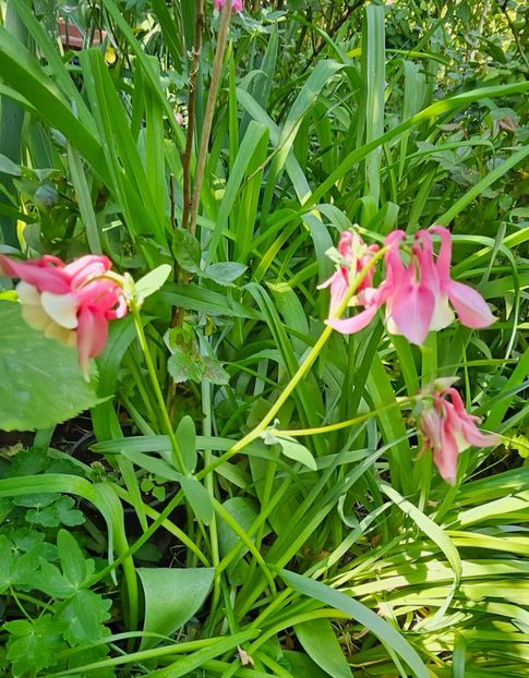  - Caldaruse 2020-2023