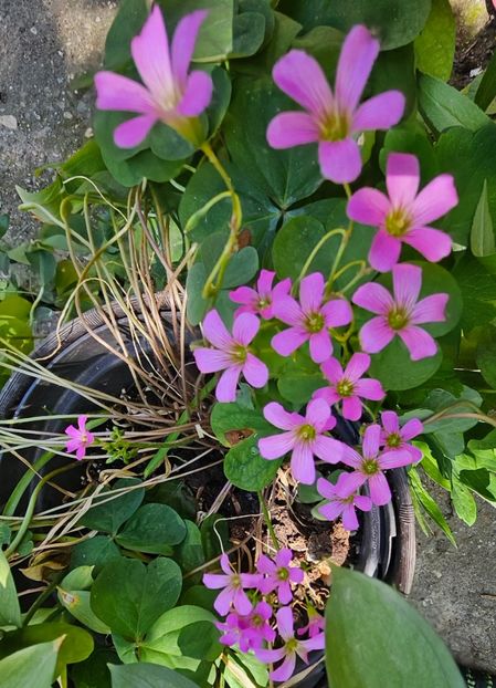  - Caldaruse 2020-2023