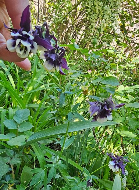  - Caldaruse 2020-2023