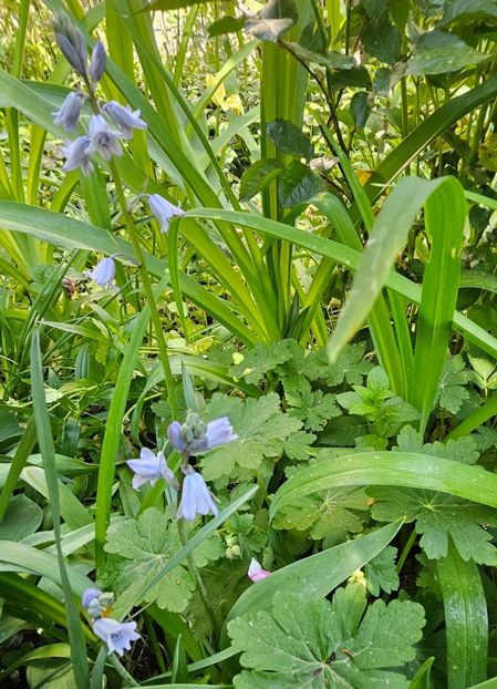  - Caldaruse 2020-2023