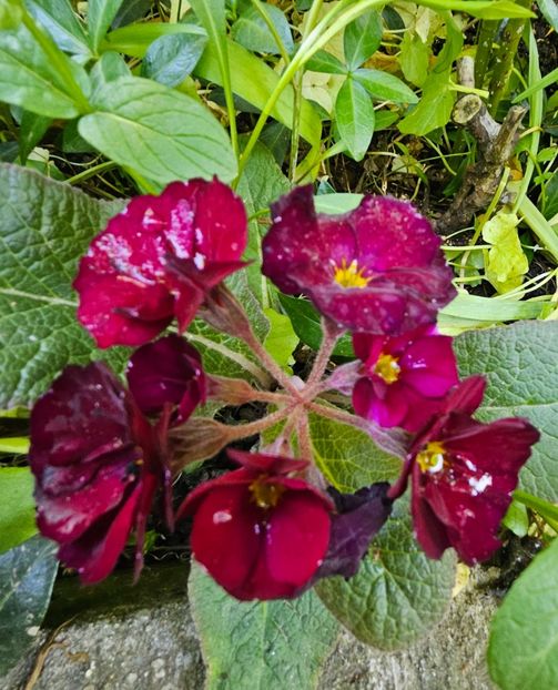  - Caldaruse 2020-2023