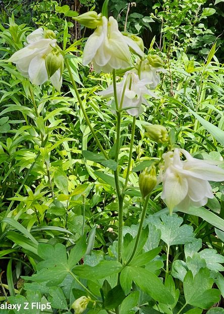  - Caldaruse 2020-2023