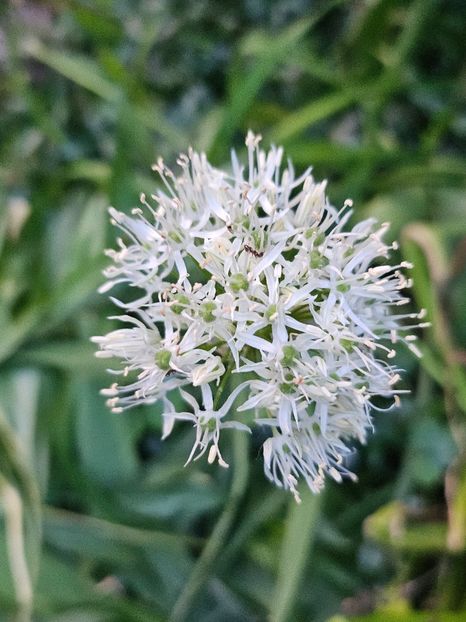  - Allium 2020 21 22