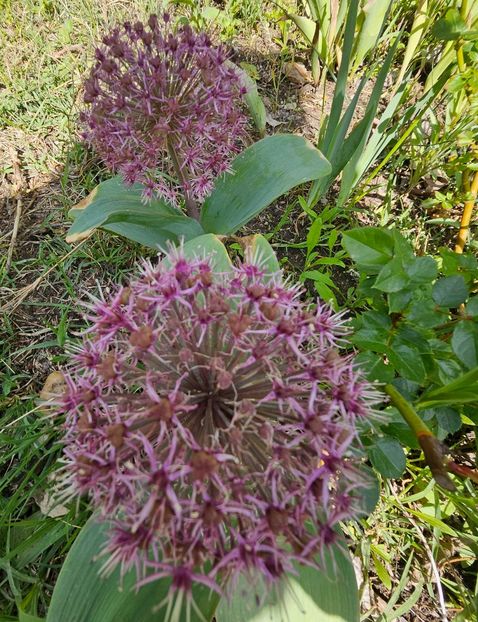  - Allium 2020 21 22