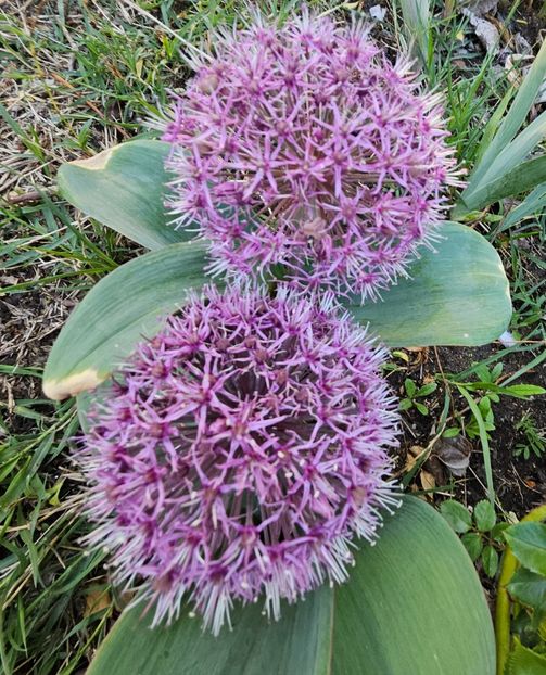  - Allium 2020 21 22
