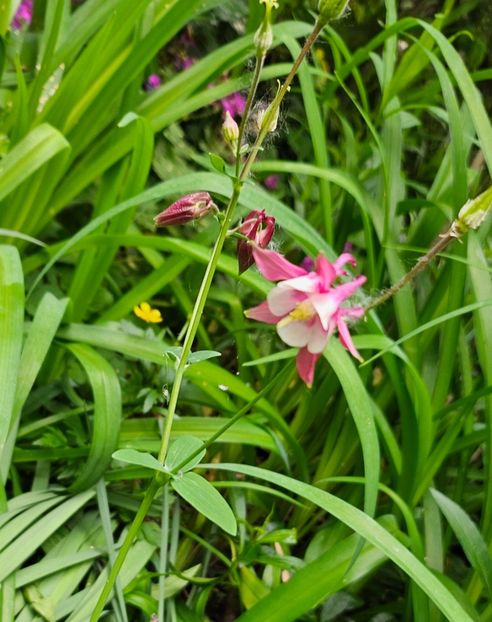  - Caldaruse 2020-2023