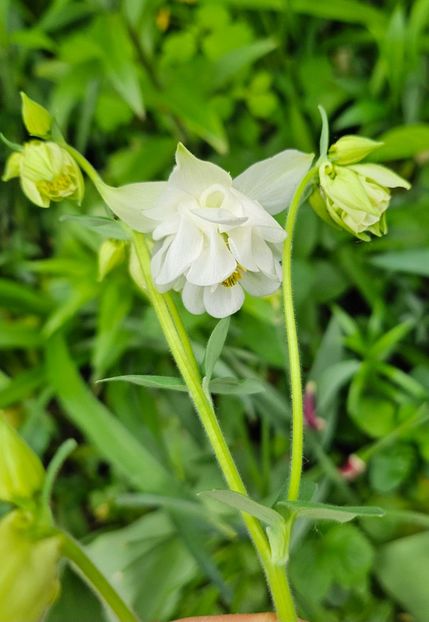  - Caldaruse 2020-2023