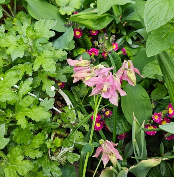  - Caldaruse 2020-2023