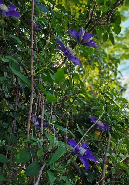  - Clematite 2020-2023