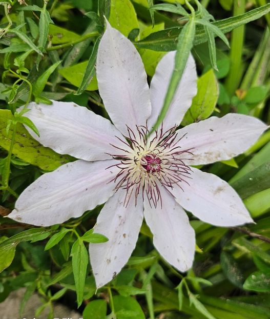  - Clematite 2020-2023