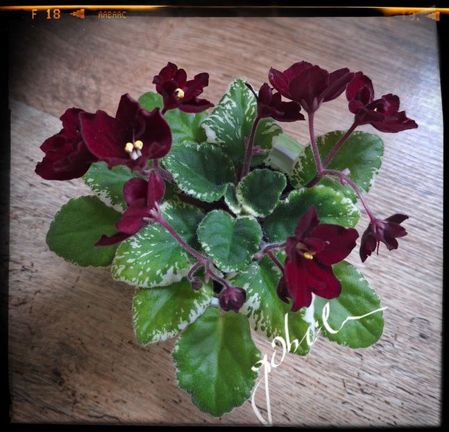  - Mac s O Scarlet O Hara