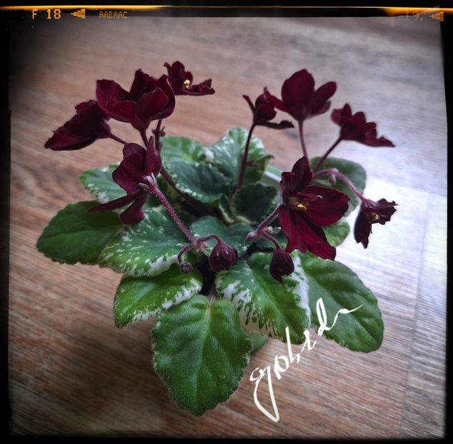  - Mac s O Scarlet O Hara