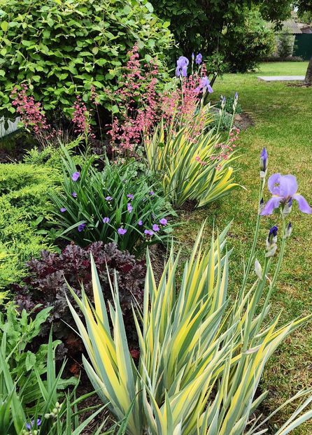 Iris germanica variegata - Gradina si terasa PrimaLuce__11-Hello 2024