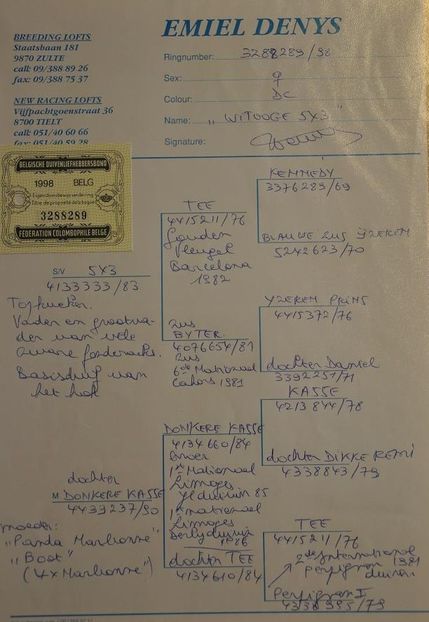 PAPA SCHUMI pedigree - KLEINE ADONIS - Emiel Denys nepoata PAPA SCHUMI strănepoata 5x3 fiul lui TEE