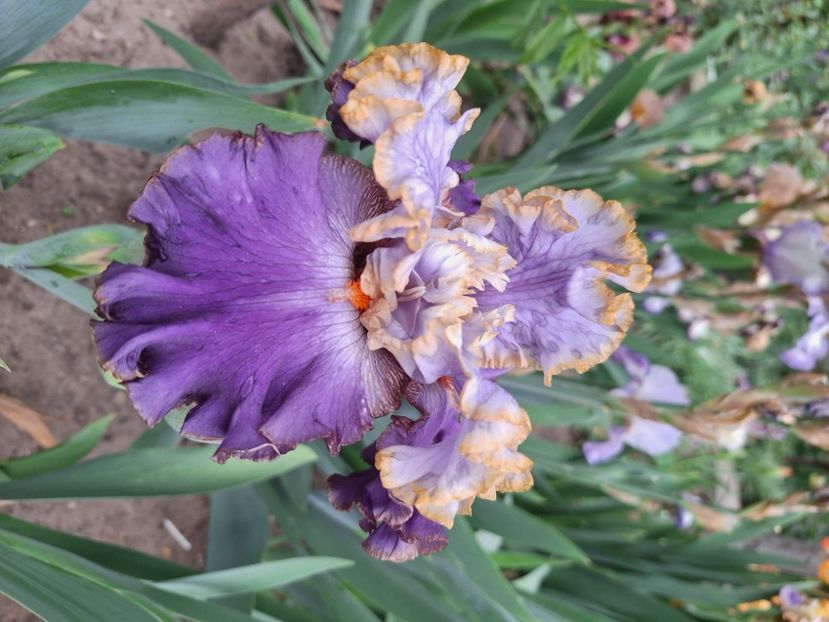 Zlata laguna - Irisi 2024