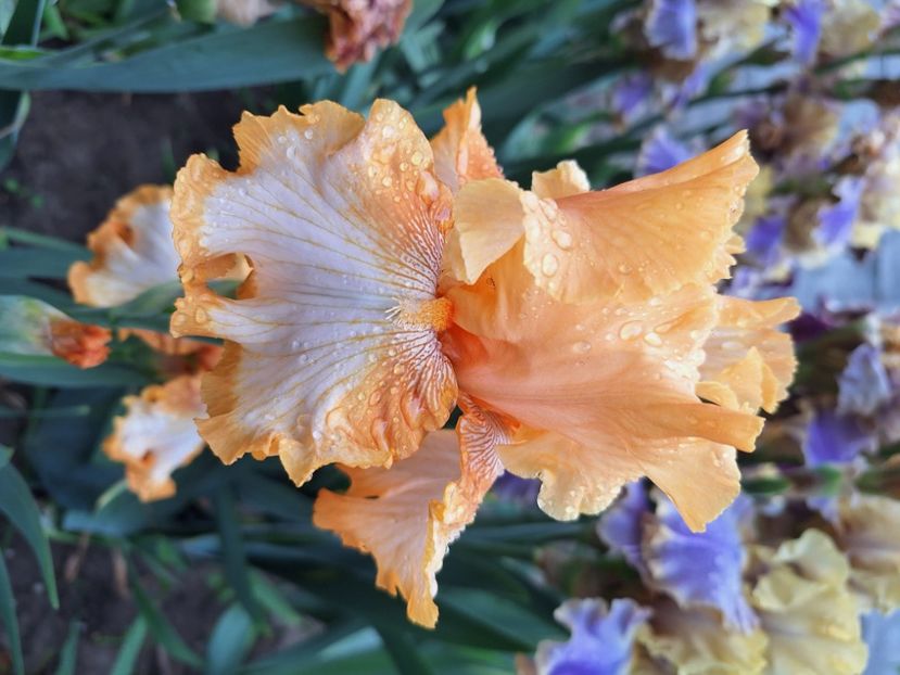 Cajun rythm - Irisi 2024