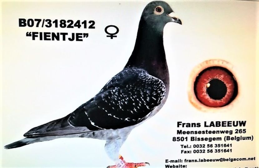 9226-31967 - Frans Labeeuw
