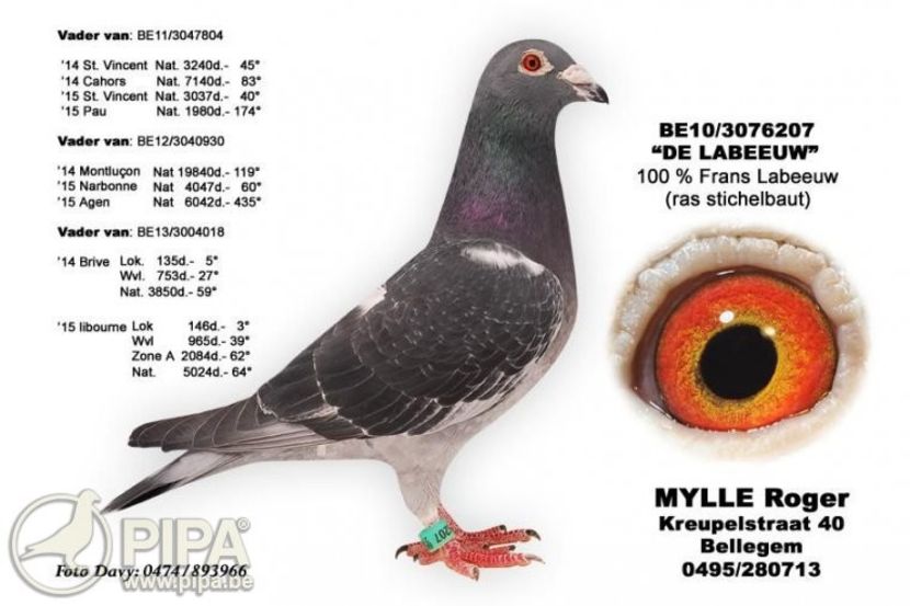 de_labeeuw_be10-3076207_foto - Frans Labeeuw