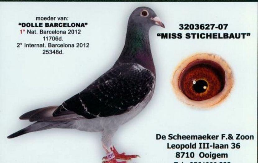 Miss-Stichelbaut-moeder-Barcelona-Dolle - Frans Labeeuw