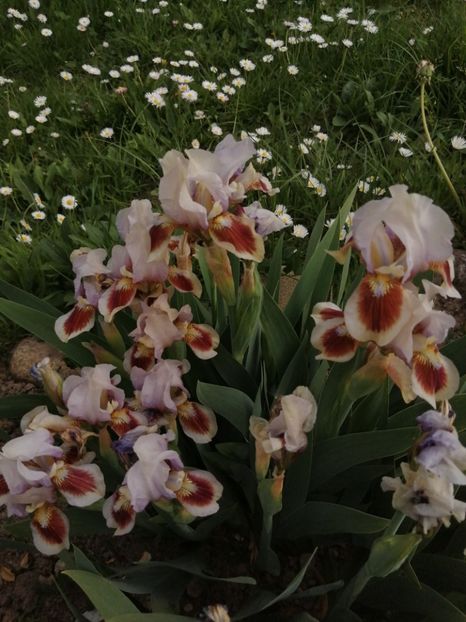  - 2024- Iriși pitici