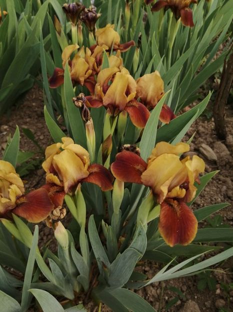  - 2024- Iriși pitici