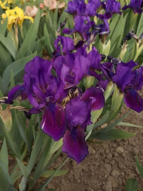  - 2024- Iriși pitici