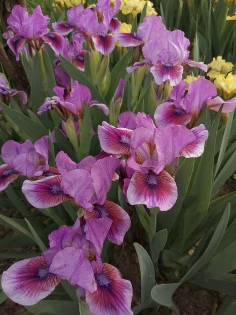  - 2024- Iriși pitici