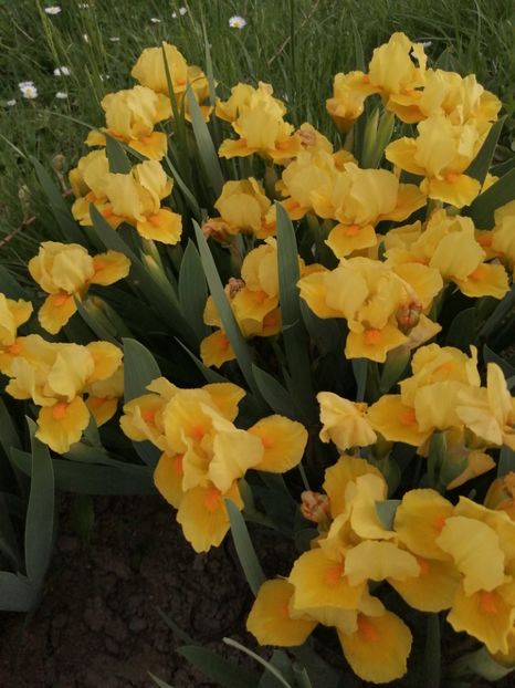  - 2024- Iriși pitici