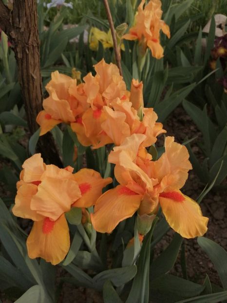  - 2024- Iriși pitici