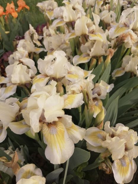  - 2024- Iriși pitici