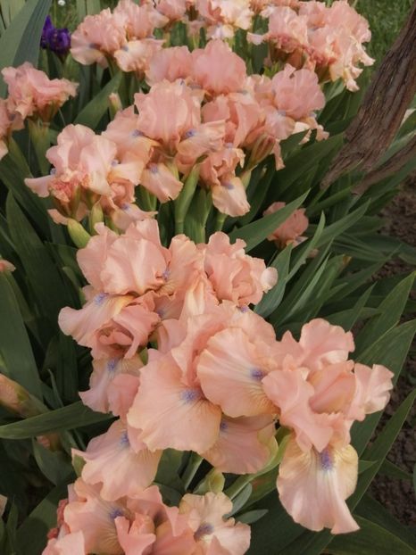  - 2024- Iriși pitici