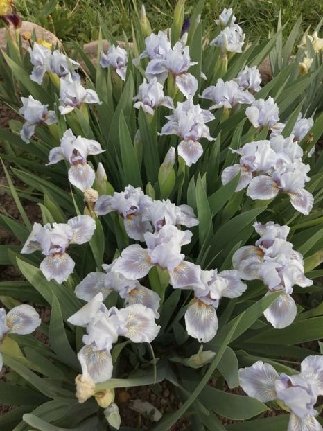  - 2024- Iriși pitici