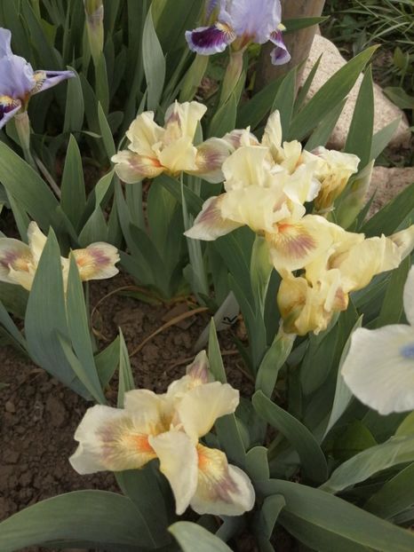  - 2024- Iriși pitici