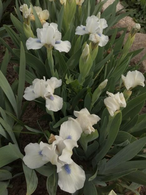  - 2024- Iriși pitici