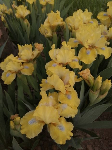  - 2024- Iriși pitici