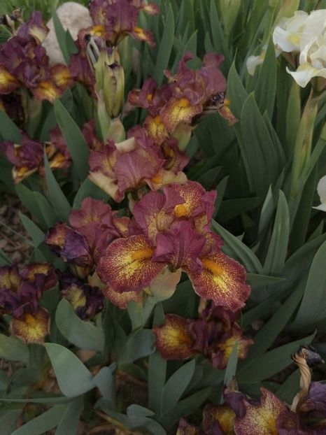  - 2024- Iriși pitici