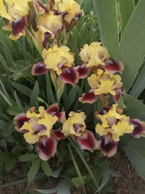  - 2024- Iriși pitici