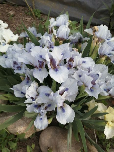  - 2024- Iriși pitici