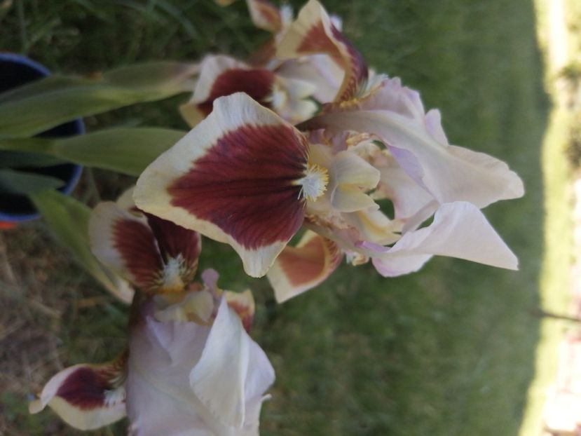  - 2024- Iriși pitici