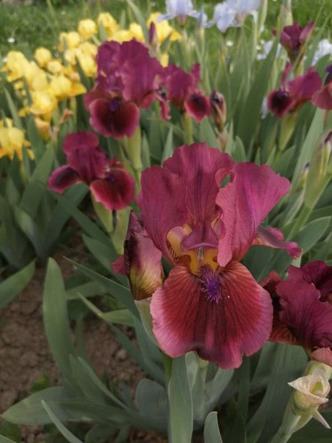  - 2024- Iriși pitici